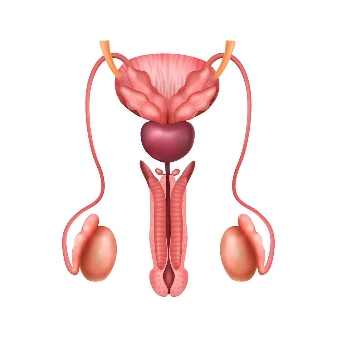 Testicular Biopsy